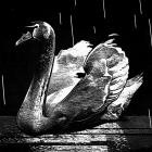 Voice Of Tone - Failure To Return