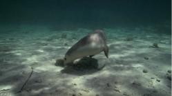 Geschichten.aus.der.Wildnis.S01E01.GERMAN.DOKU.WEB.H264-iNFOTv