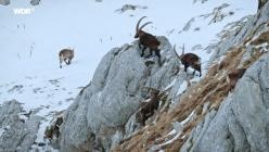 Erlebnis.Erde.Winterwelten.GERMAN.DOKU.1080p.WEB.x264-TMSF