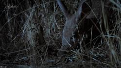 Expeditionen.ins.Tierreich.Tierische.Wohngemeinschaften.2020.GERMAN.DOKU.HDTVRip.x264-TMSF