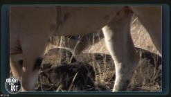 Die.Bestien.im.Auge.-.Die.Tierwelt.Afrikas.wie.Sie.sie.noch.nie.gesehen.haben.E07.GERMAN.DL.DOKU.2013.BDRiP.x264-PtBM