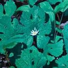 Early Fern - Wetland Interiors