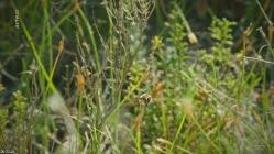 Guck.mal.wer.da.kreucht.S01E03.Auf.Beutezug.mit.einer.Fliege.GERMAN.DOKU.WS.HDTVRip.x264-Pumuck