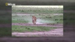 Raubtier ohne Beute E01 Vom Jaeger zum Gejagten